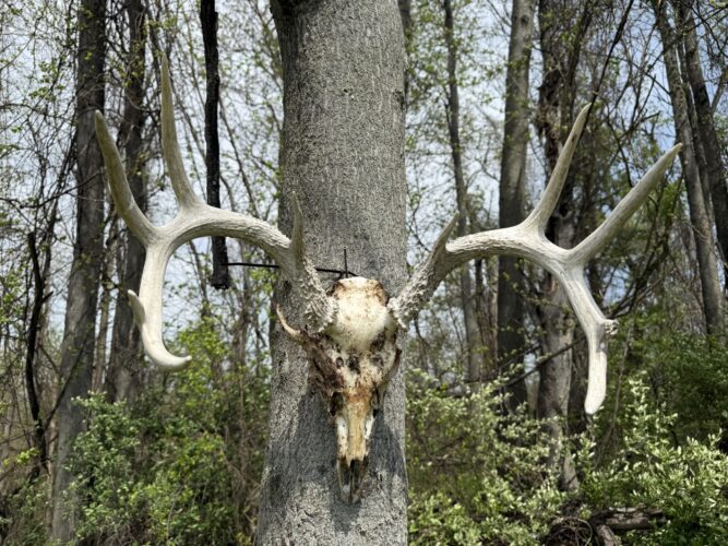 The Sights and Sounds of Spring